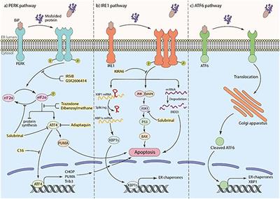 The neuroprotective effects of targeting key factors of neuronal cell death in neurodegenerative diseases: The role of ER stress, oxidative stress, and neuroinflammation
